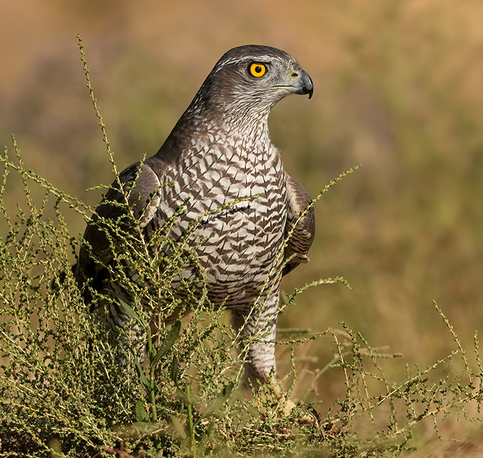 Habicht fotografieren