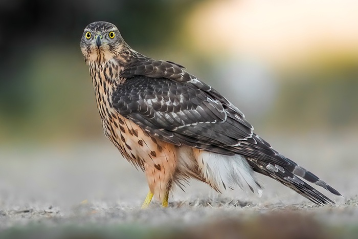 Habicht Fotoversteck