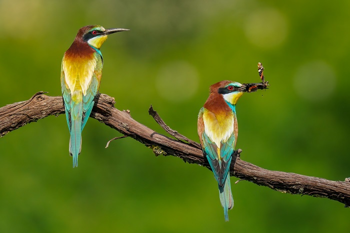 Serbien Vogelarten