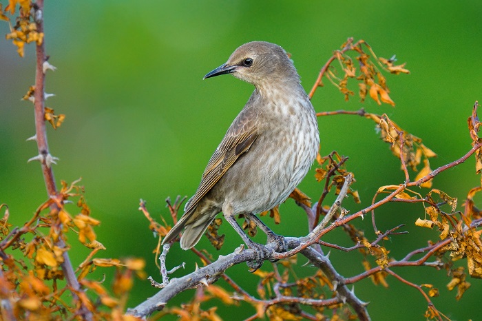 Vogelbeobchtung in Serbien