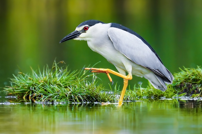 Vogelbeobachtung Serbien