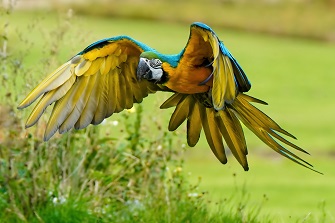 Vögel Südamerika
