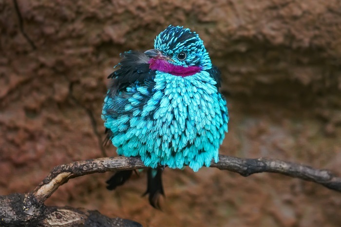 Südamerika Vögel