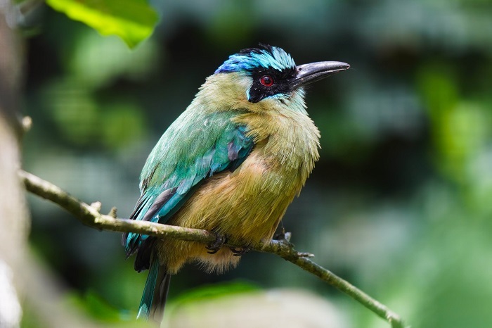 Südamerika Vögel Vogelarten
