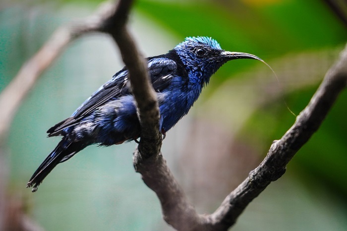 Vögel Trinidad Topago