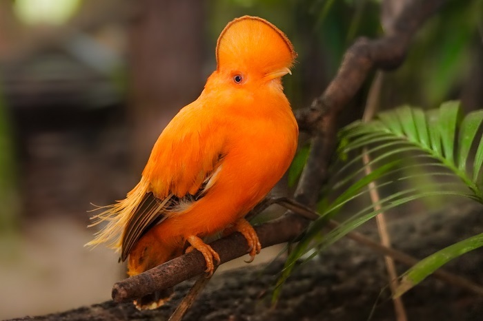 Vögel Vogelarten Venezuela