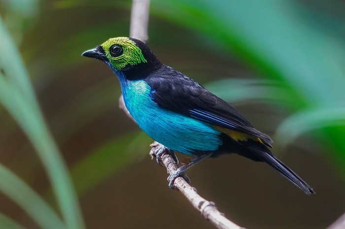 Vogelarten Südamerika