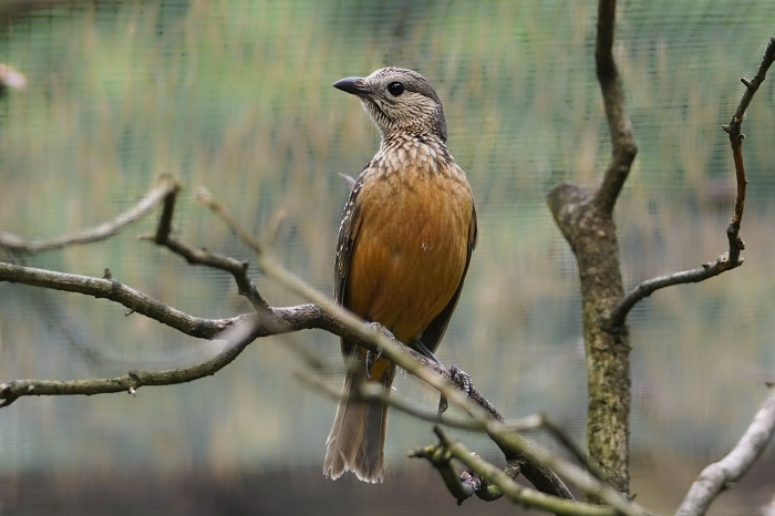 Braunbauch-Laubenvogel