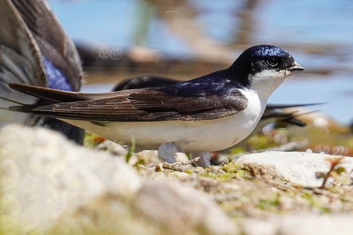 Ostseeküste Vögel