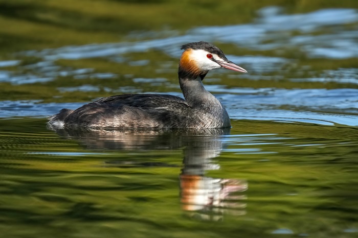 Wasservogelreservat Wallnau