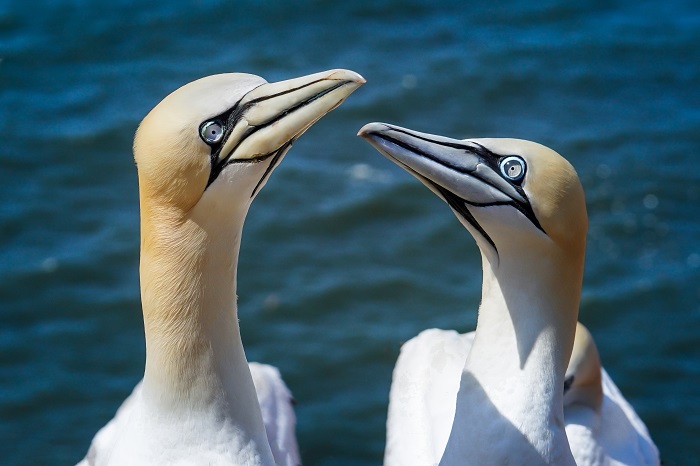Vogelarten auf Helgoland