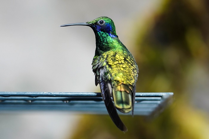 Kolibri Bilder