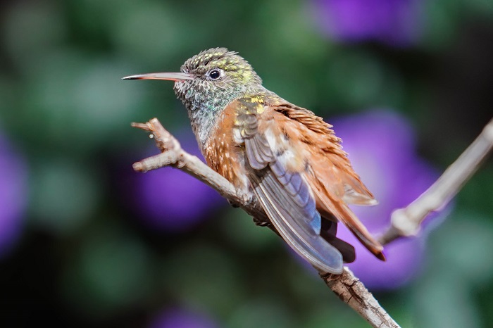 Kolibri Bilder - Vogelpark Walsrode