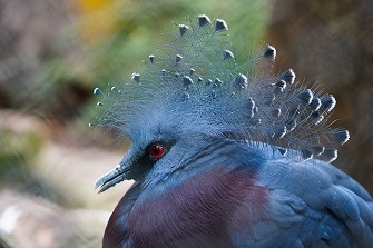 Kronentaube Vogel mit roten Augen