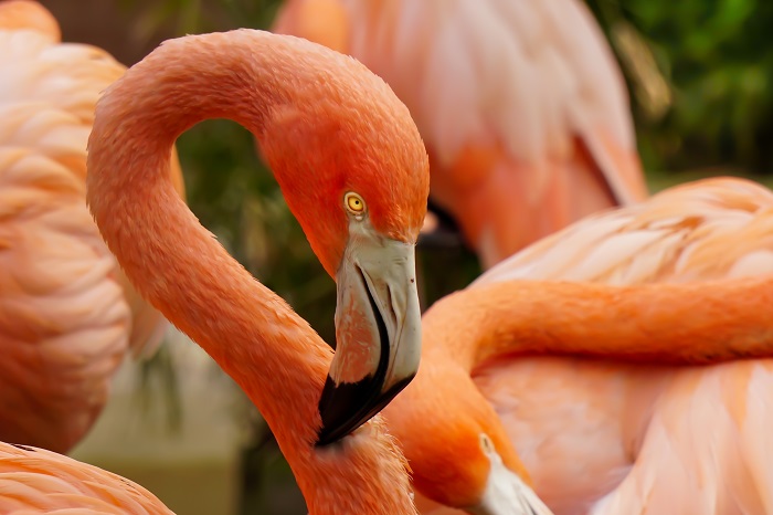 Kubaflamingo Roter Flamingo
