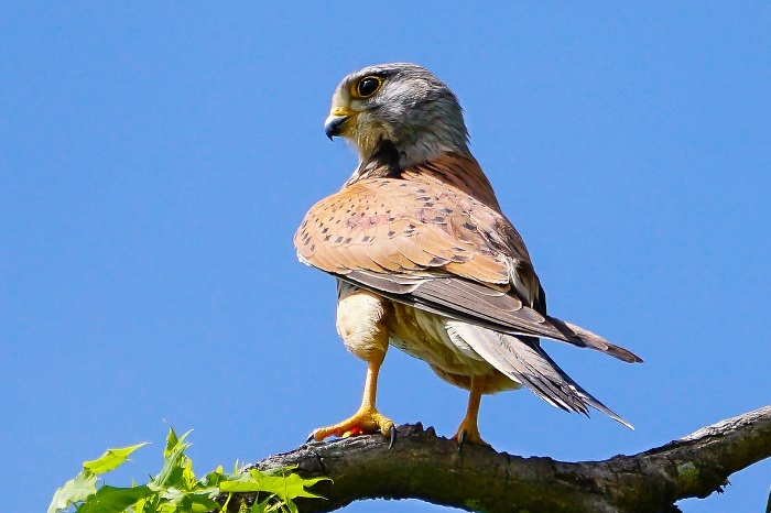 Vogelbeobachtung Fröttmaninger Heide