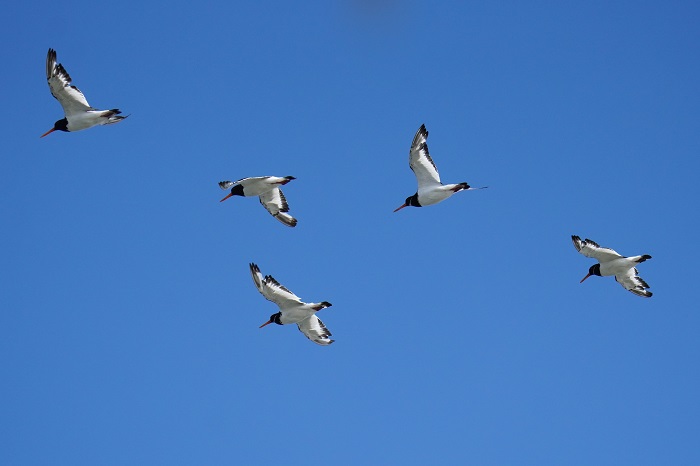 Vögel Nordsee Wattenmeer