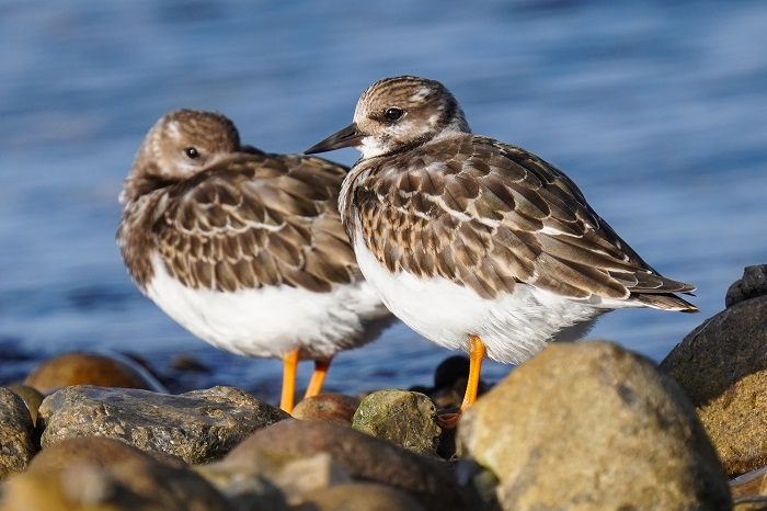 Vogelarten an der Nordsee