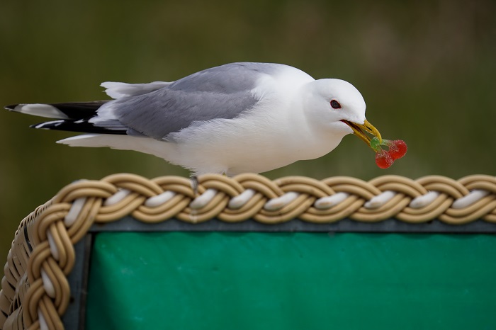 Vogelarten Nordsee Wattenmeer