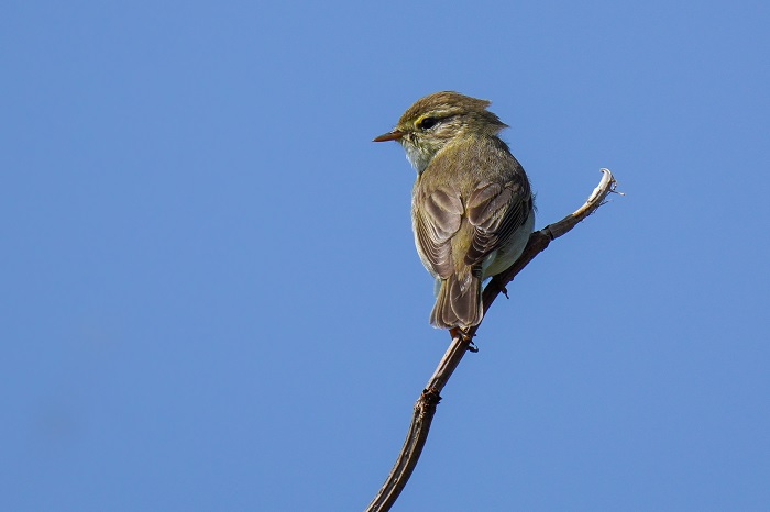 Singvögel auf Langeoog