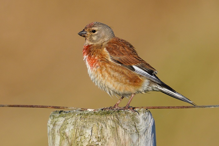 Vogelbeobachtungsorte Ostfriesland