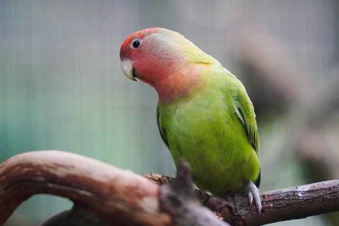 grün roter Papagei