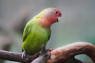 Rosenköpfchen Papagei