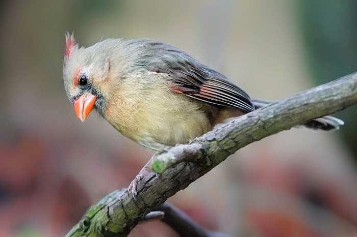 Roter Kardinal Weibchen