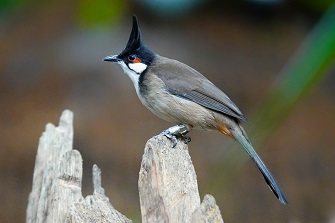 Rotohrbuelbuel - exotischer Vogel