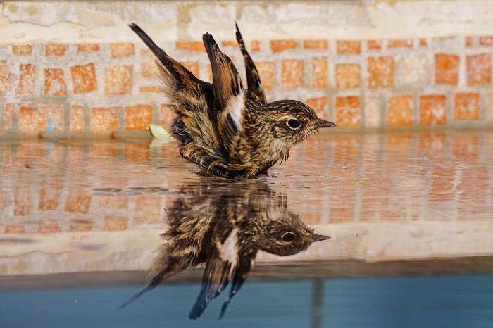 Vogelarten auf Kreta