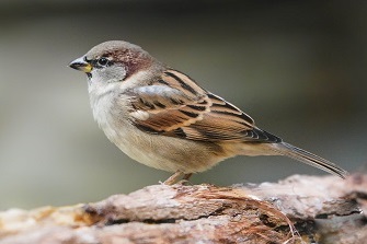 Spatz Sperling Männchen