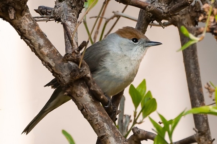 Vogelbeobachtung Kanarische Inseln