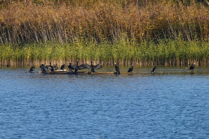 Kormorane Zielfinger Vogelsee