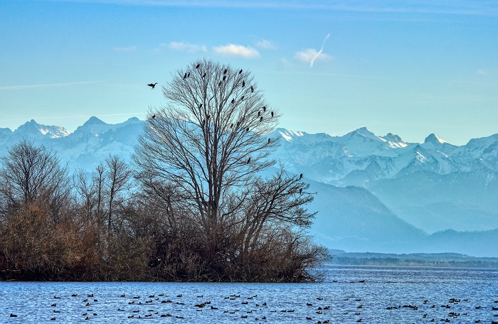 Vögel am Starnberger See