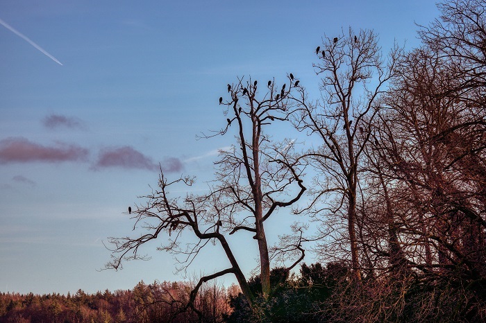 Vögel am Starnberger See
