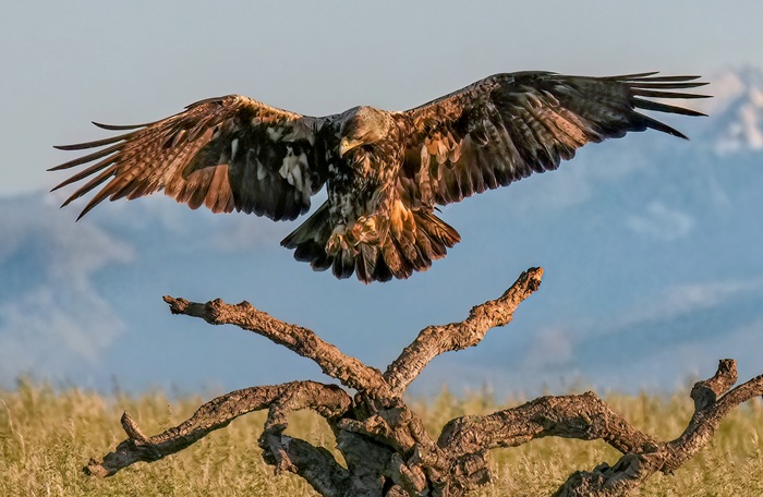 Adler Fotoversteck Adler Fotoansitz