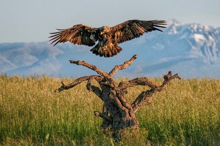 Greifvogel Ansitzfotografie