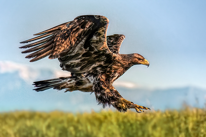 Vogel Ansitzfotografie Reise