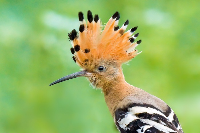 Afrika Vögel Vogelarten
