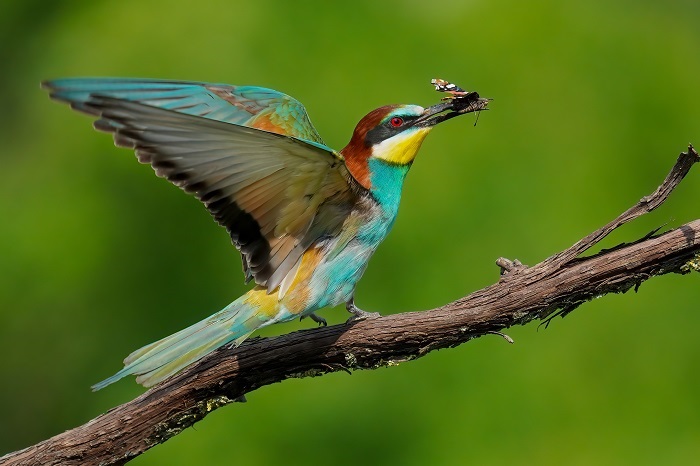 Vogelarten Vögel Afrika