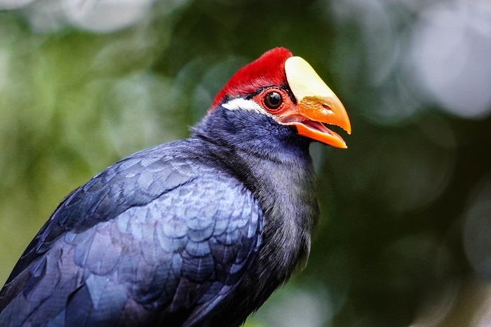 Afrika Vögel Vogelarten