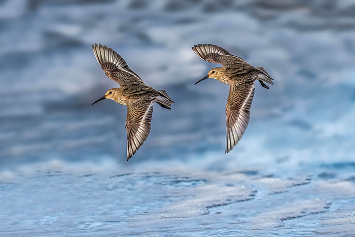 Alpenstrandläufer im Flug