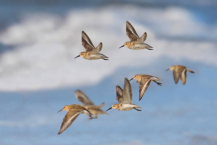 fliegende Alpenstrandläufer