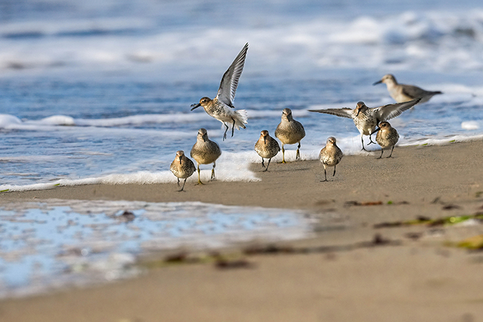 Strandläufer
