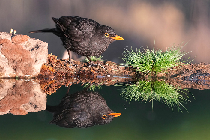 Amsel Foto