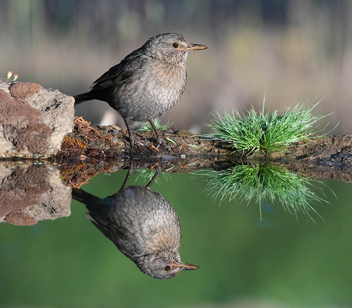 graue amsel