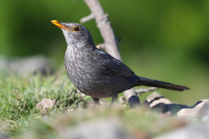 graue Amsel