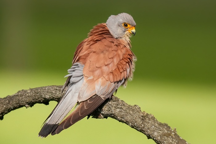 Falken Ansitzfotografie