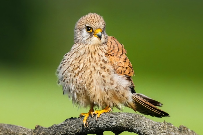 Vögel Fotoansitz Reise