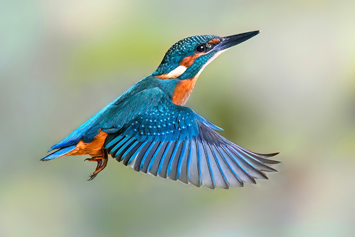 Ansitzfotografie Eisvogel